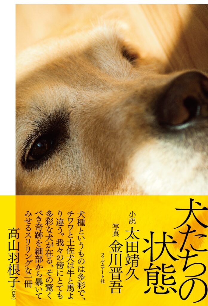 犬たちの状態